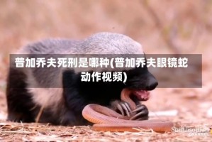 普加乔夫死刑是哪种(普加乔夫眼镜蛇动作视频)