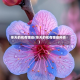 冬天的花有哪些(冬天的花有哪些种类)
