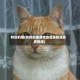 特别的猫(特别的猫宠物食品旗舰店原声视频)