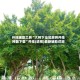 开挂辅助工具“大树下汕尾麻将开挂神器下载”开挂(透视)最新辅助详细