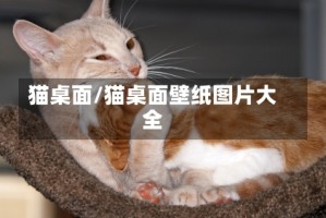 猫桌面/猫桌面壁纸图片大全