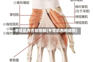 手臂肌肉名称图解(手臂肌肉构造图)