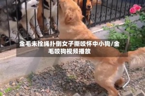 金毛未拴绳扑倒女子撕咬怀中小狗/金毛咬狗视频播放