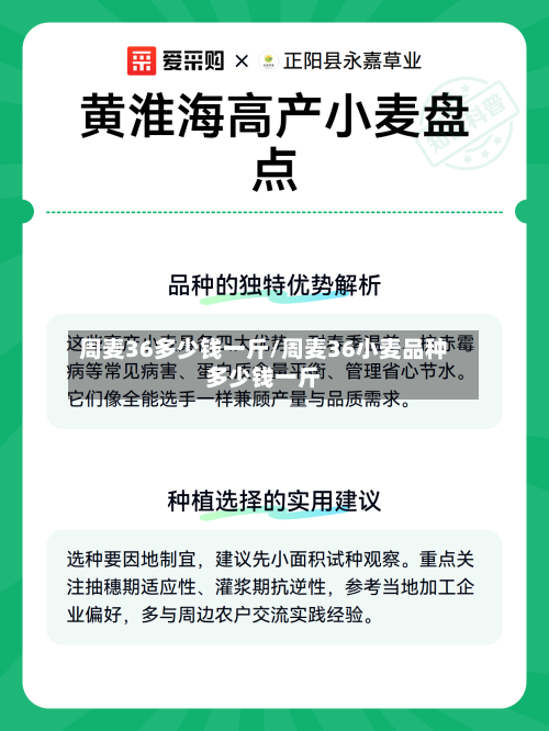 周麦36多少钱一斤/周麦36小麦品种多少钱一斤-第1张图片