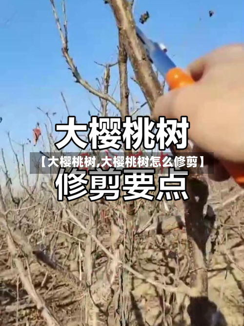 【大樱桃树,大樱桃树怎么修剪】-第1张图片