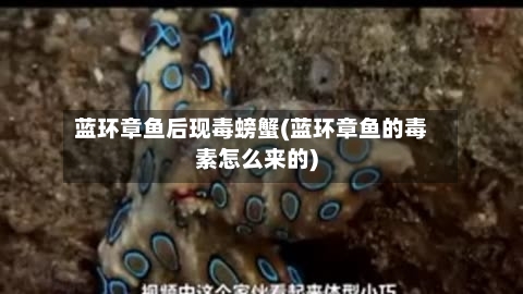 蓝环章鱼后现毒螃蟹(蓝环章鱼的毒素怎么来的)-第1张图片