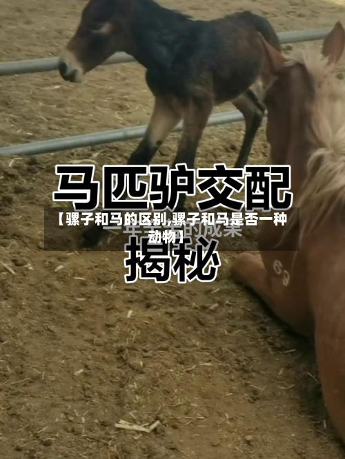 【骡子和马的区别,骡子和马是否一种动物】-第3张图片