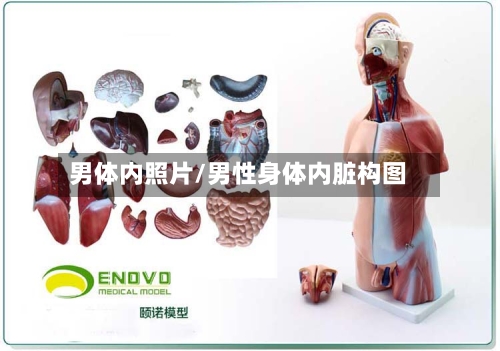 男体内照片/男性身体内脏构图-第3张图片