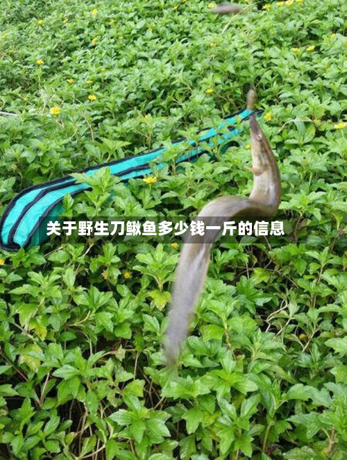 关于野生刀鳅鱼多少钱一斤的信息-第3张图片