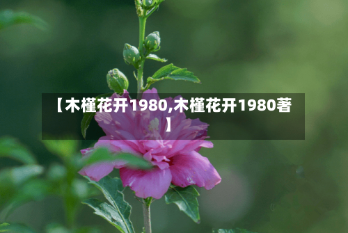 【木槿花开1980,木槿花开1980著】-第1张图片