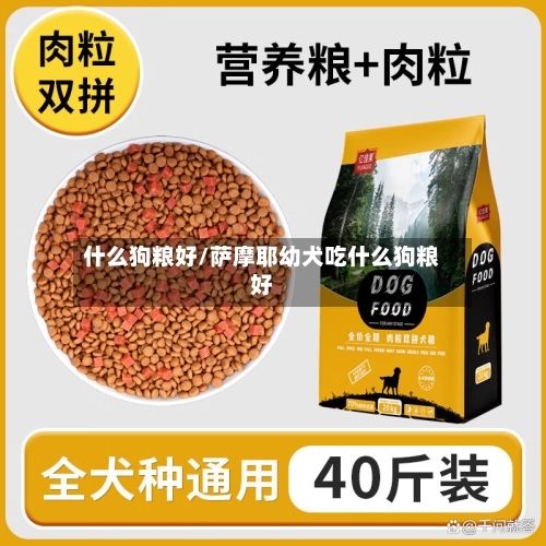 什么狗粮好/萨摩耶幼犬吃什么狗粮好-第1张图片