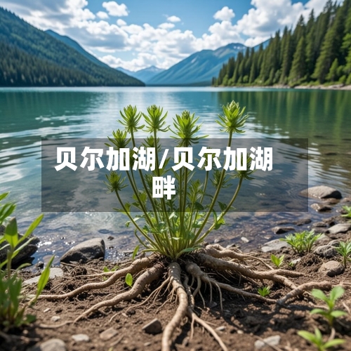 贝尔加湖/贝尔加湖畔-第1张图片