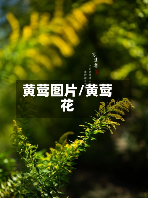 黄莺图片/黄莺花-第1张图片