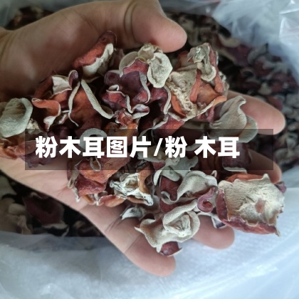 粉木耳图片/粉 木耳-第2张图片