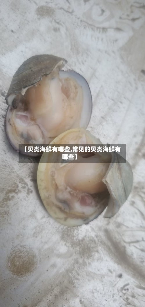 【贝类海鲜有哪些,常见的贝类海鲜有哪些】-第2张图片