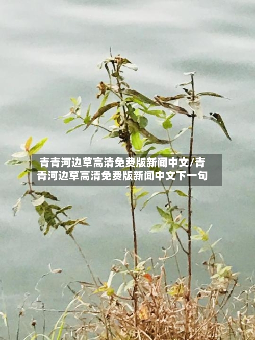 青青河边草高清免费版新闻中文/青青河边草高清免费版新闻中文下一句-第1张图片