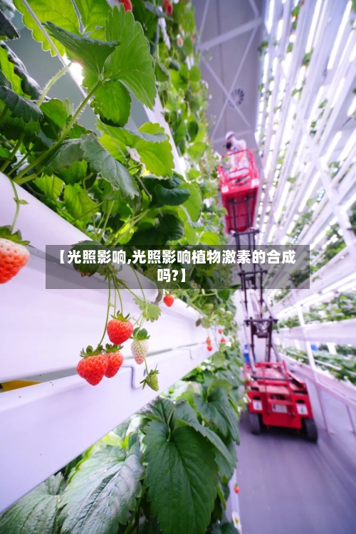 【光照影响,光照影响植物激素的合成吗?】-第3张图片