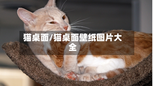 猫桌面/猫桌面壁纸图片大全-第1张图片
