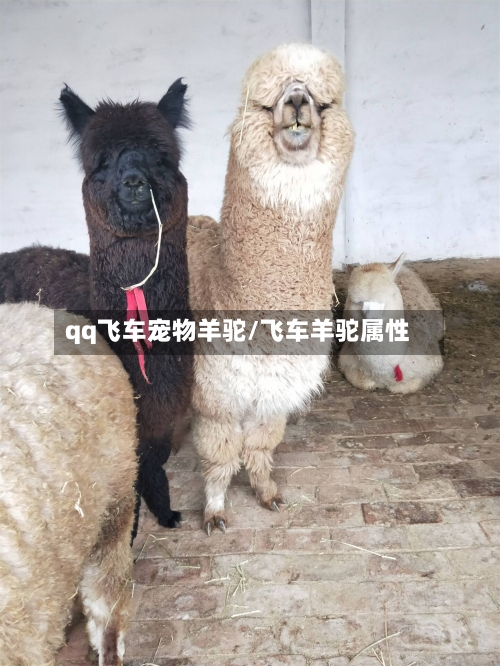 qq飞车宠物羊驼/飞车羊驼属性-第2张图片