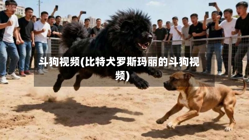 斗狗视频(比特犬罗斯玛丽的斗狗视频)-第1张图片