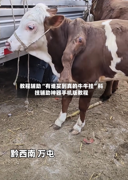 教程辅助“有谁买到真的牛牛挂”科技辅助神器手机版教程-第2张图片