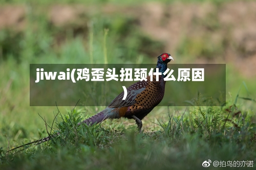jiwai(鸡歪头扭颈什么原因)-第1张图片