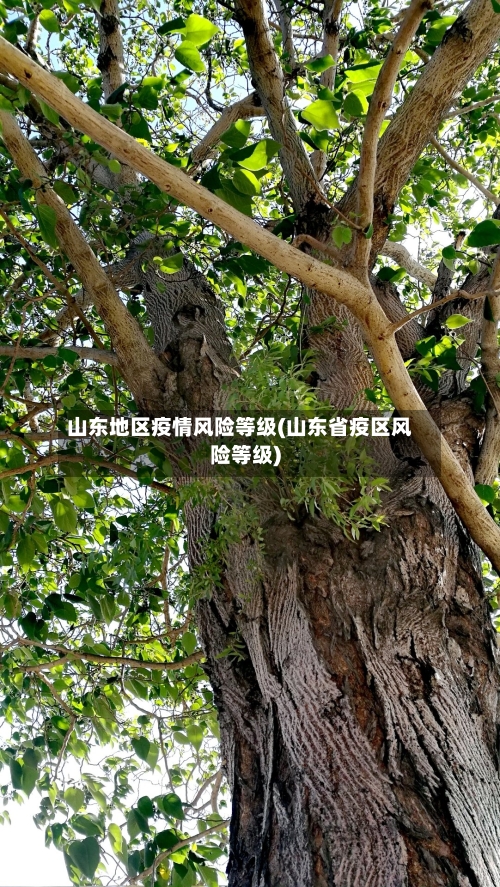 山东地区疫情风险等级(山东省疫区风险等级)-第2张图片
