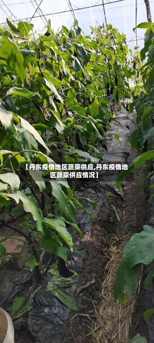 【丹东疫情地区蔬菜供应,丹东疫情地区蔬菜供应情况】-第1张图片